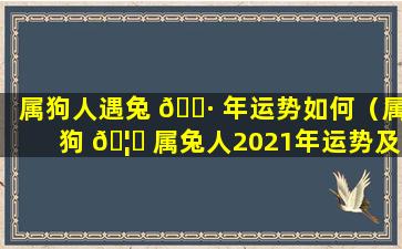 属狗人遇兔 🌷 年运势如何（属狗 🦁 属兔人2021年运势及运程每月运程）